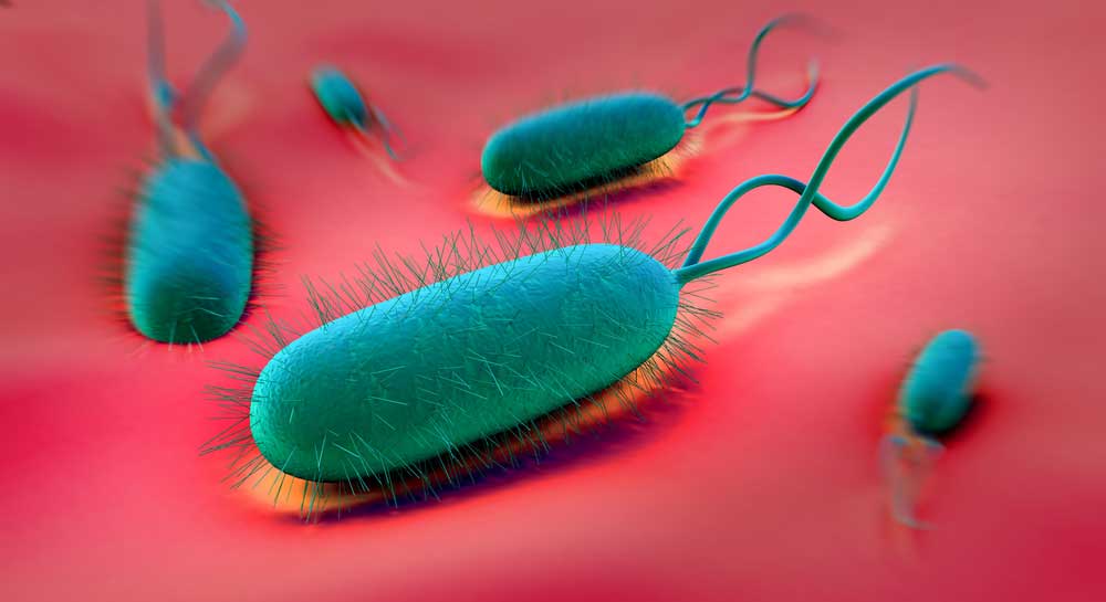 image of h pylori bacteria
