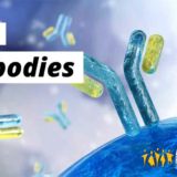 COVID 19 Antibodies Igm and IgG