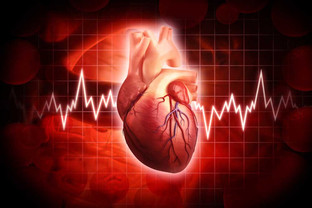 Cardiovascular Heart
