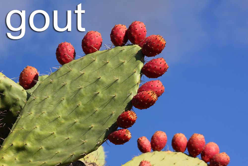 cactus.gout_.jpg