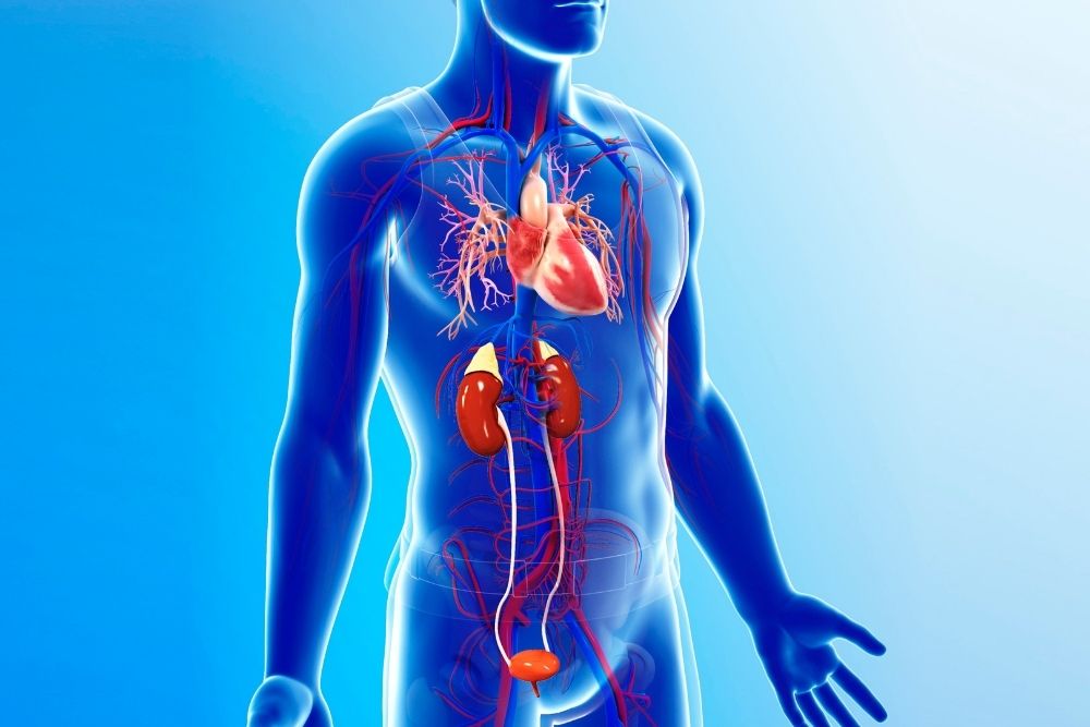 Chronic Kidney Disease(CKD) and Atherosclerotic Cardiovascular Disease (ASCVD)