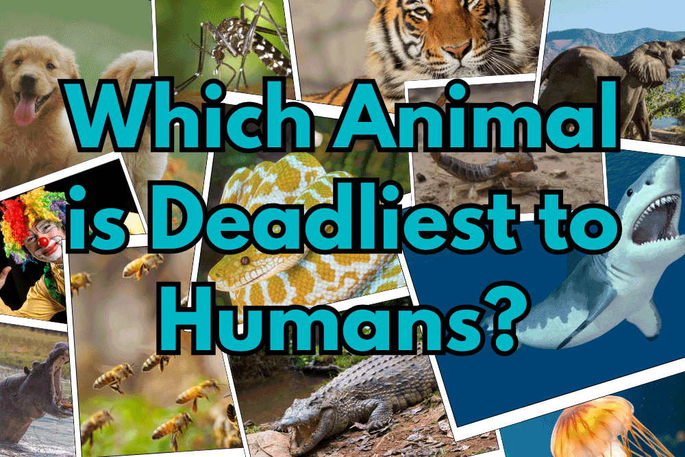 Which-Animal-is-Deadliest-to-Humans.png
