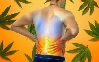 Marijuana, THC, and the Science of Pain Relief