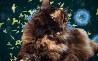 What My Cat Taught Me About Monoclonal Antibodies